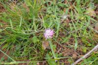 Centaurea aspera