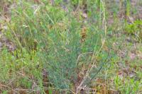 Artemisia campestris