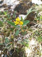Saxifraga aretioides
