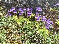 Pinguicula grandiflora