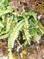 Asplenium viride