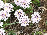 Iberis saxatilis