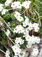 Androsace villosa