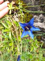 Gentiana acaulis