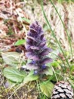 Ajuga pyramidalis