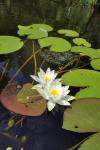 Nymphaea alba