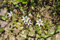 Sisyrinchium rosulatum