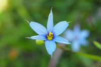 Sisyrinchium angustifolium