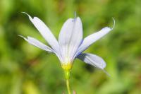 Sisyrinchium angustifolium