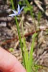 Sisyrinchium angustifolium