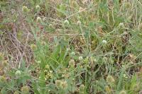 Trifolium alexandrinum