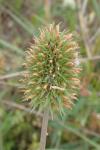 Trifolium alexandrinum