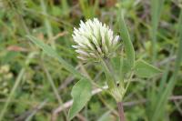 Trifolium alexandrinum