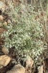 Seseli tortuosum