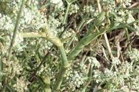 Seseli tortuosum