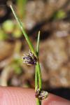 Isolepis setacea