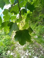 Acer opalus subsp. opalus