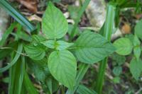 Circaea lutetiana