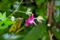 Geranium phaeum