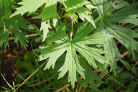 Aconitum lycoctonum