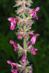 Stachys sylvatica