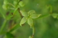 Rubia peregrina