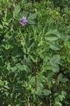 Medicago sativa