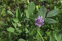Medicago sativa