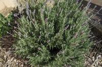 Lavandula dentata