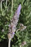 Lavandula dentata