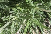 Lavandula dentata