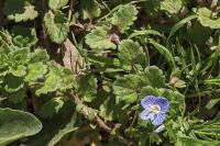 Veronica persica