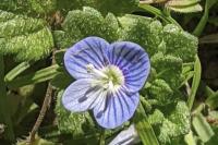 Veronica persica