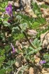 Lamium amplexicaule