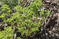 Euphorbia peplus