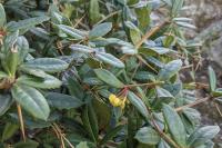 Berberis julianae