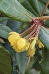 Berberis julianae