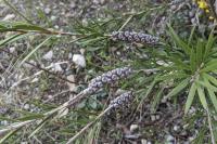 Callistemon