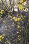 Forsythia