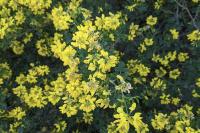 Coronilla glauca