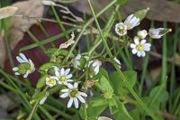 Draba verna