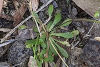 Draba verna