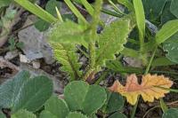 Diplotaxis erucoides