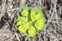 Euphorbia serrata