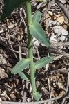 Euphorbia serrata