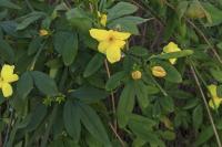Jasminum mesnyi