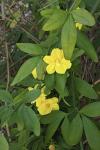 Jasminum mesnyi