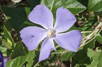 Vinca major