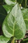 Vinca major