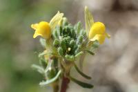 Linaria simplex